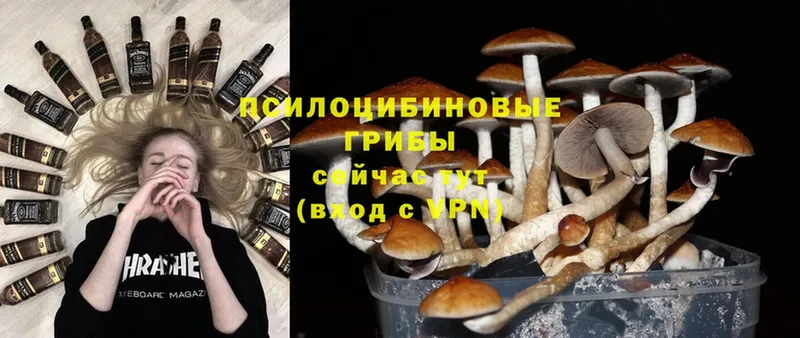 купить  сайты  Кыштым  Галлюциногенные грибы Magic Shrooms 